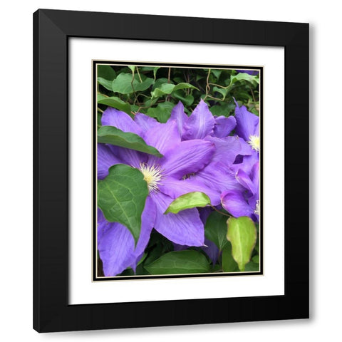 Clematis  Black Modern Wood Framed Art Print with Double Matting by Bannon, Heidi