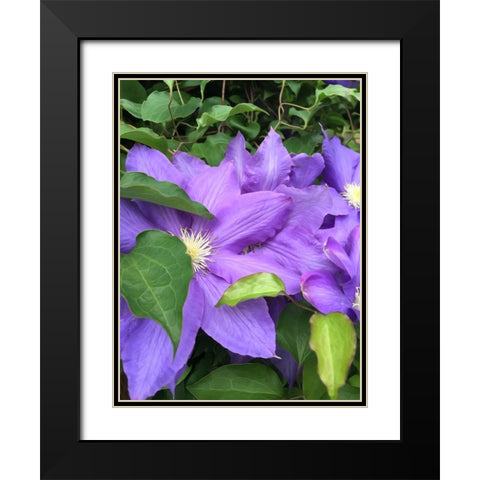 Clematis  Black Modern Wood Framed Art Print with Double Matting by Bannon, Heidi