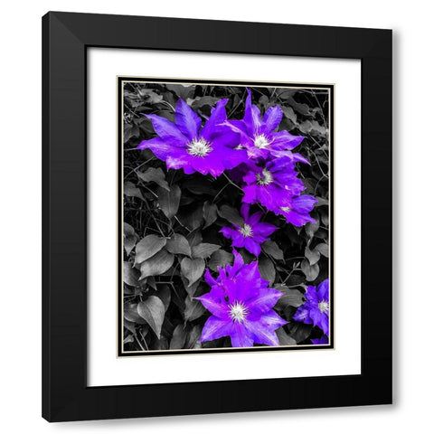 Purple and Grey Clematis Black Modern Wood Framed Art Print with Double Matting by Bannon, Heidi