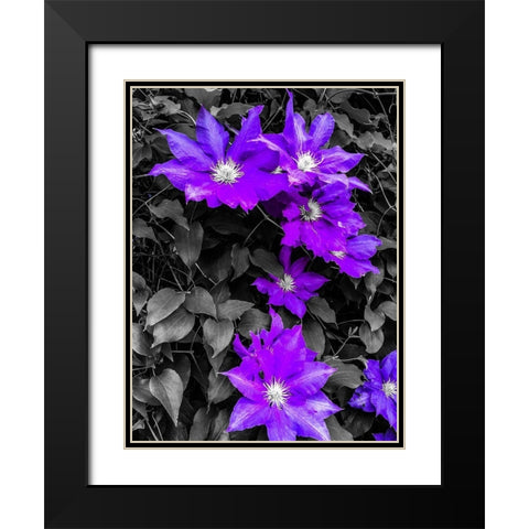Purple and Grey Clematis Black Modern Wood Framed Art Print with Double Matting by Bannon, Heidi