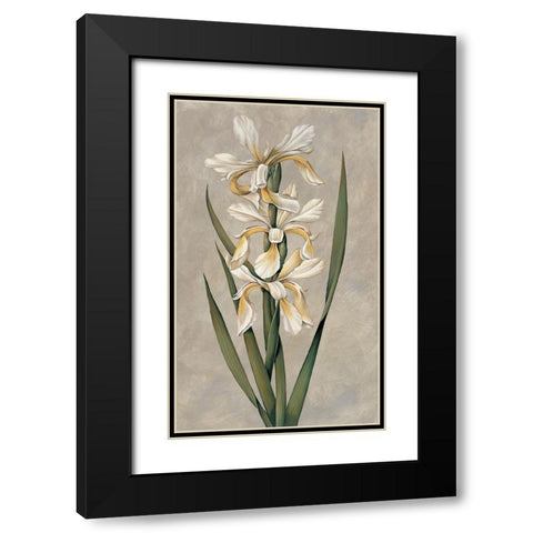 Decorative Irises II Black Modern Wood Framed Art Print with Double Matting by Deveraux, Jill