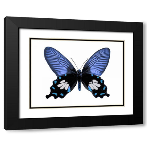 Vibrant Butterfly III Black Modern Wood Framed Art Print with Double Matting by Bosco, Julia