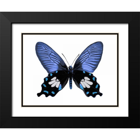 Vibrant Butterfly III Black Modern Wood Framed Art Print with Double Matting by Bosco, Julia