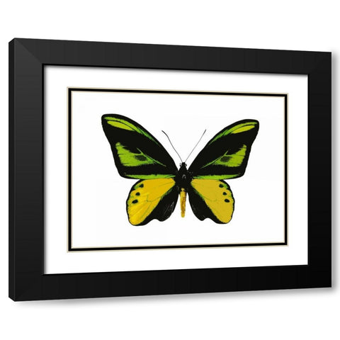Vibrant Butterfly VII Black Modern Wood Framed Art Print with Double Matting by Bosco, Julia
