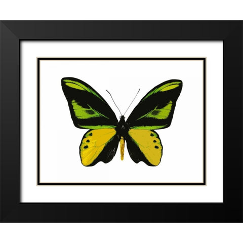 Vibrant Butterfly VII Black Modern Wood Framed Art Print with Double Matting by Bosco, Julia