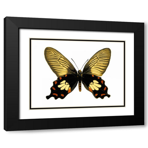 Butterfly with Orange Black Modern Wood Framed Art Print with Double Matting by Bosco, Julia