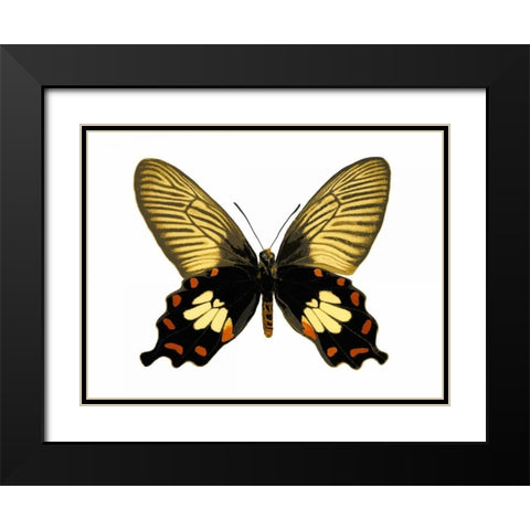 Butterfly with Orange Black Modern Wood Framed Art Print with Double Matting by Bosco, Julia