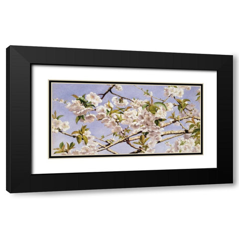 Apple Blossoms Black Modern Wood Framed Art Print with Double Matting by Hill, John William