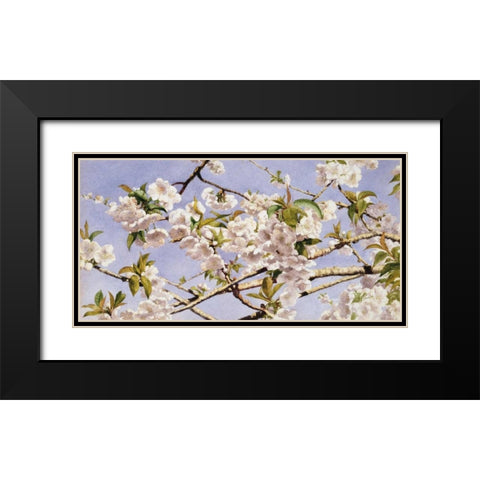 Apple Blossoms Black Modern Wood Framed Art Print with Double Matting by Hill, John William