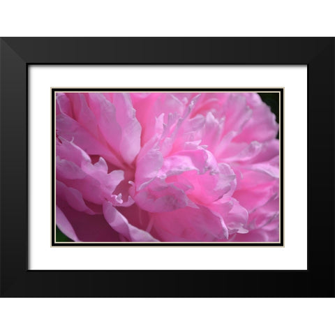 Pastel Peony  Black Modern Wood Framed Art Print with Double Matting by Calkins, Michelle