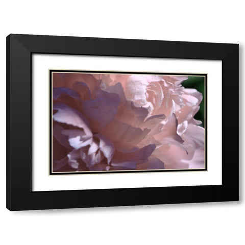 Velvet Peony I Black Modern Wood Framed Art Print with Double Matting by Calkins, Michelle
