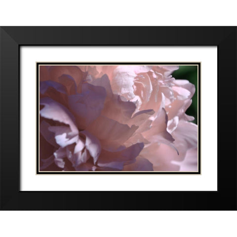 Velvet Peony I Black Modern Wood Framed Art Print with Double Matting by Calkins, Michelle