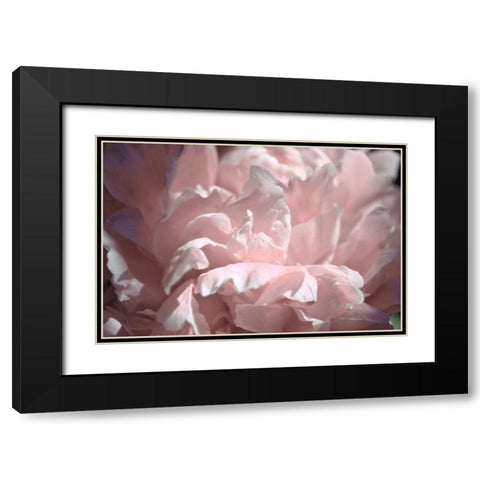 Velvet Peony II Black Modern Wood Framed Art Print with Double Matting by Calkins, Michelle