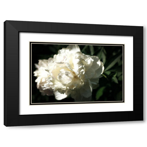 White Peony In Spring  Black Modern Wood Framed Art Print with Double Matting by Calkins, Michelle