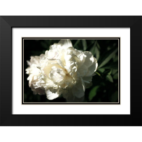 White Peony In Spring  Black Modern Wood Framed Art Print with Double Matting by Calkins, Michelle