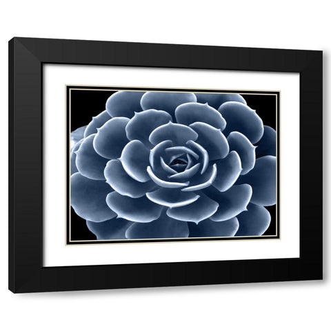 Succulent Indigo IV Black Modern Wood Framed Art Print with Double Matting by Jensen, Mia