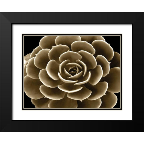 Succulent Taupe IV Black Modern Wood Framed Art Print with Double Matting by Jensen, Mia