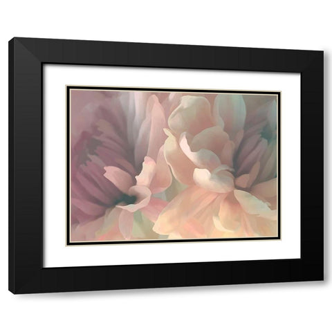 Chrysanthemum II Black Modern Wood Framed Art Print with Double Matting by Pollard, David