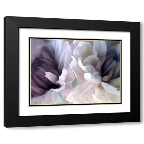 Chrysanthemum X Black Modern Wood Framed Art Print with Double Matting by Pollard, David