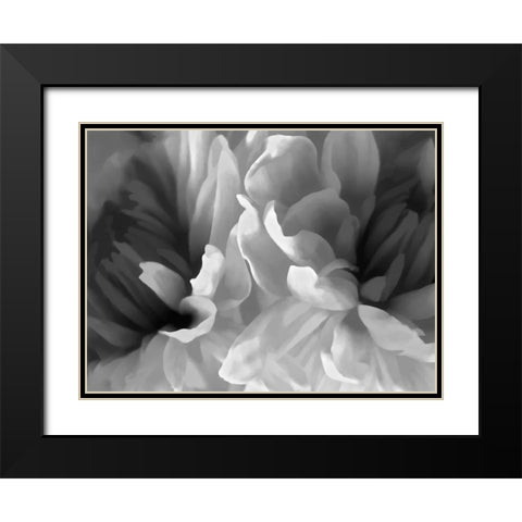Chrysanthemum XIX Black Modern Wood Framed Art Print with Double Matting by Pollard, David