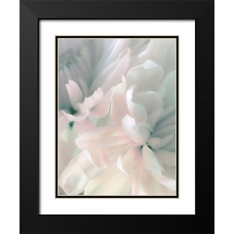 Chrysanthemum Pink and Cyan II Black Modern Wood Framed Art Print with Double Matting by Pollard, David