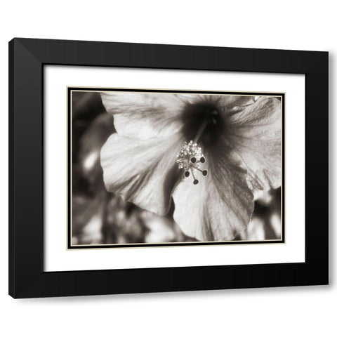 USA, Hawaii, Kauai, Hibiscus Black Modern Wood Framed Art Print with Double Matting by Plank, Savanah
