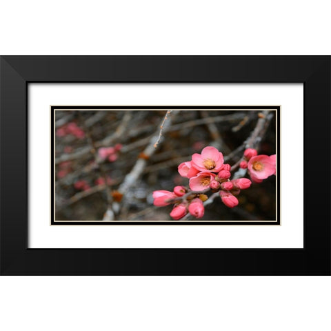 Crabapple Tree blossoms Black Modern Wood Framed Art Print with Double Matting by Plank, Savanah