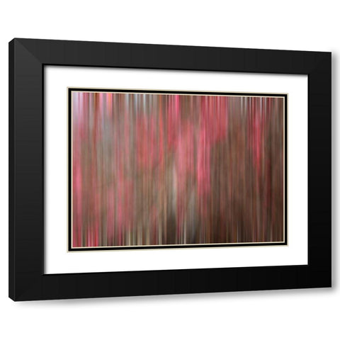 Crabapple Tree blossoms Black Modern Wood Framed Art Print with Double Matting by Plank, Savanah