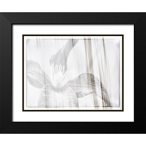 Black and white clematis Black Modern Wood Framed Art Print with Double Matting by Plank, Savanah