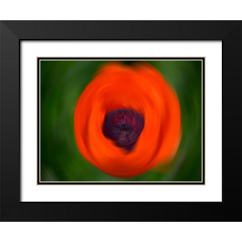 Orange Poppy Black Modern Wood Framed Art Print with Double Matting by Plank, Savanah