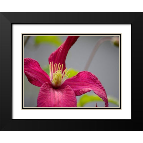Pink Clematis Black Modern Wood Framed Art Print with Double Matting by Plank, Savanah
