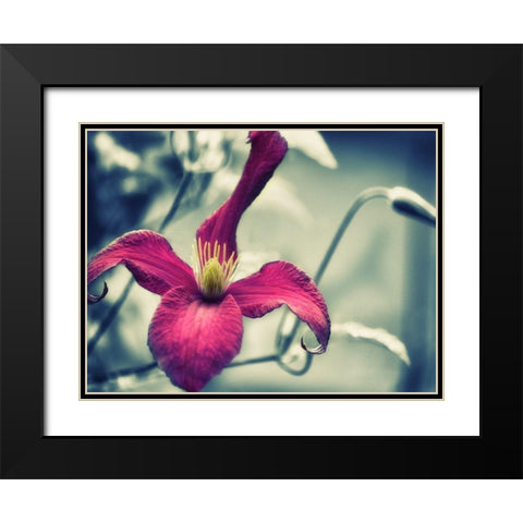 Pink Clematis Black Modern Wood Framed Art Print with Double Matting by Plank, Savanah