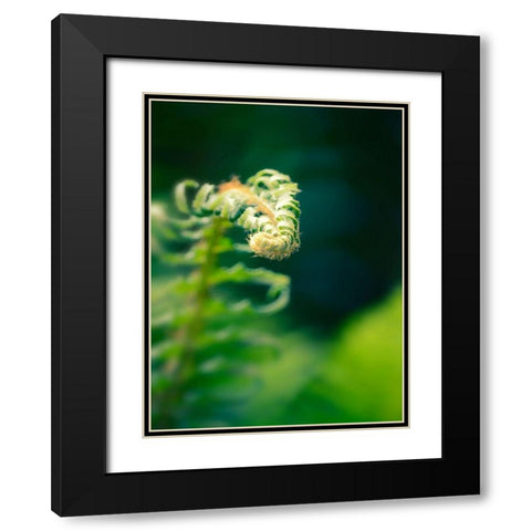 Garden Fern Black Modern Wood Framed Art Print with Double Matting by Plank, Savanah