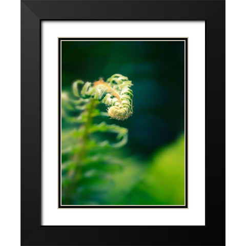 Garden Fern Black Modern Wood Framed Art Print with Double Matting by Plank, Savanah