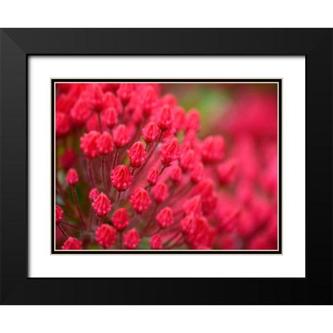 Pink Flower Black Modern Wood Framed Art Print with Double Matting by Plank, Savanah