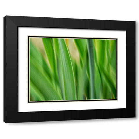 Flora blades Black Modern Wood Framed Art Print with Double Matting by Plank, Savanah