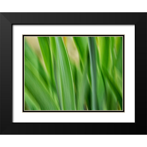 Flora blades Black Modern Wood Framed Art Print with Double Matting by Plank, Savanah