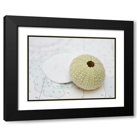 Nautical Urchin Black Modern Wood Framed Art Print with Double Matting by Plank, Savanah