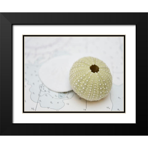 Nautical Urchin Black Modern Wood Framed Art Print with Double Matting by Plank, Savanah