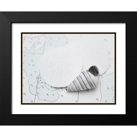 Nautical shell and sand dollar Black Modern Wood Framed Art Print with Double Matting by Plank, Savanah