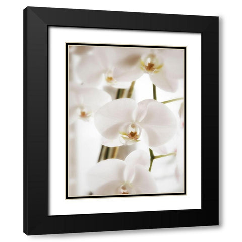 White Orchids Black Modern Wood Framed Art Print with Double Matting by Plank, Savanah