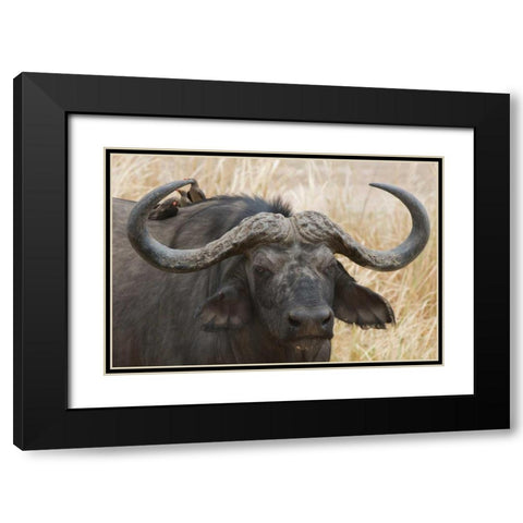 Cape Buffalo and Red Billed Oxpeckers Black Modern Wood Framed Art Print with Double Matting by Bennion, Scott
