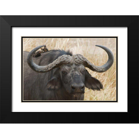 Cape Buffalo and Red Billed Oxpeckers Black Modern Wood Framed Art Print with Double Matting by Bennion, Scott