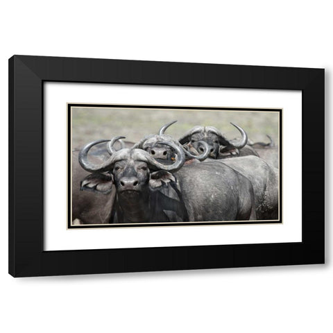 Cape Buffalos and Friend Black Modern Wood Framed Art Print with Double Matting by Bennion, Scott
