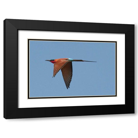 Carmine Bee Eater Black Modern Wood Framed Art Print with Double Matting by Bennion, Scott
