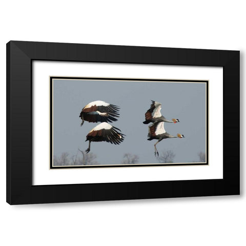 Crested Cranes Black Modern Wood Framed Art Print with Double Matting by Bennion, Scott