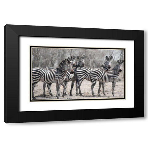 Curious Zebras Black Modern Wood Framed Art Print with Double Matting by Bennion, Scott