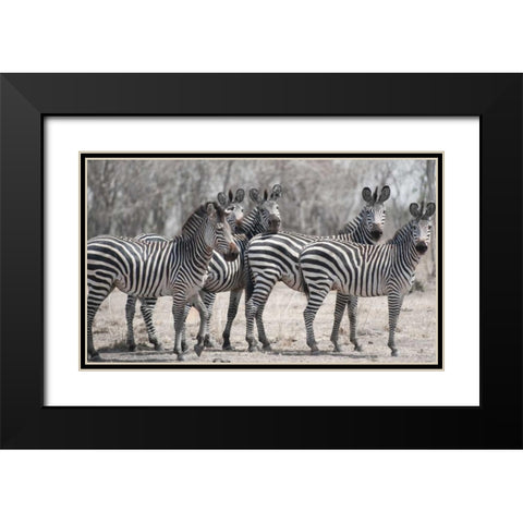 Curious Zebras Black Modern Wood Framed Art Print with Double Matting by Bennion, Scott