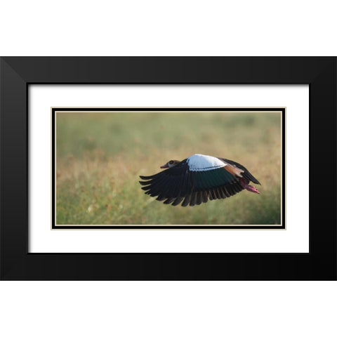 Egypian Goose Black Modern Wood Framed Art Print with Double Matting by Bennion, Scott