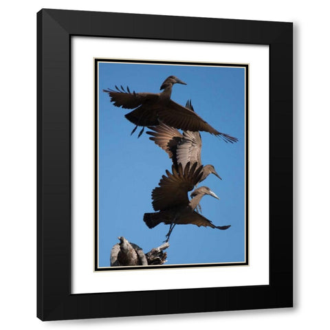 Hammerkops in flight Black Modern Wood Framed Art Print with Double Matting by Bennion, Scott